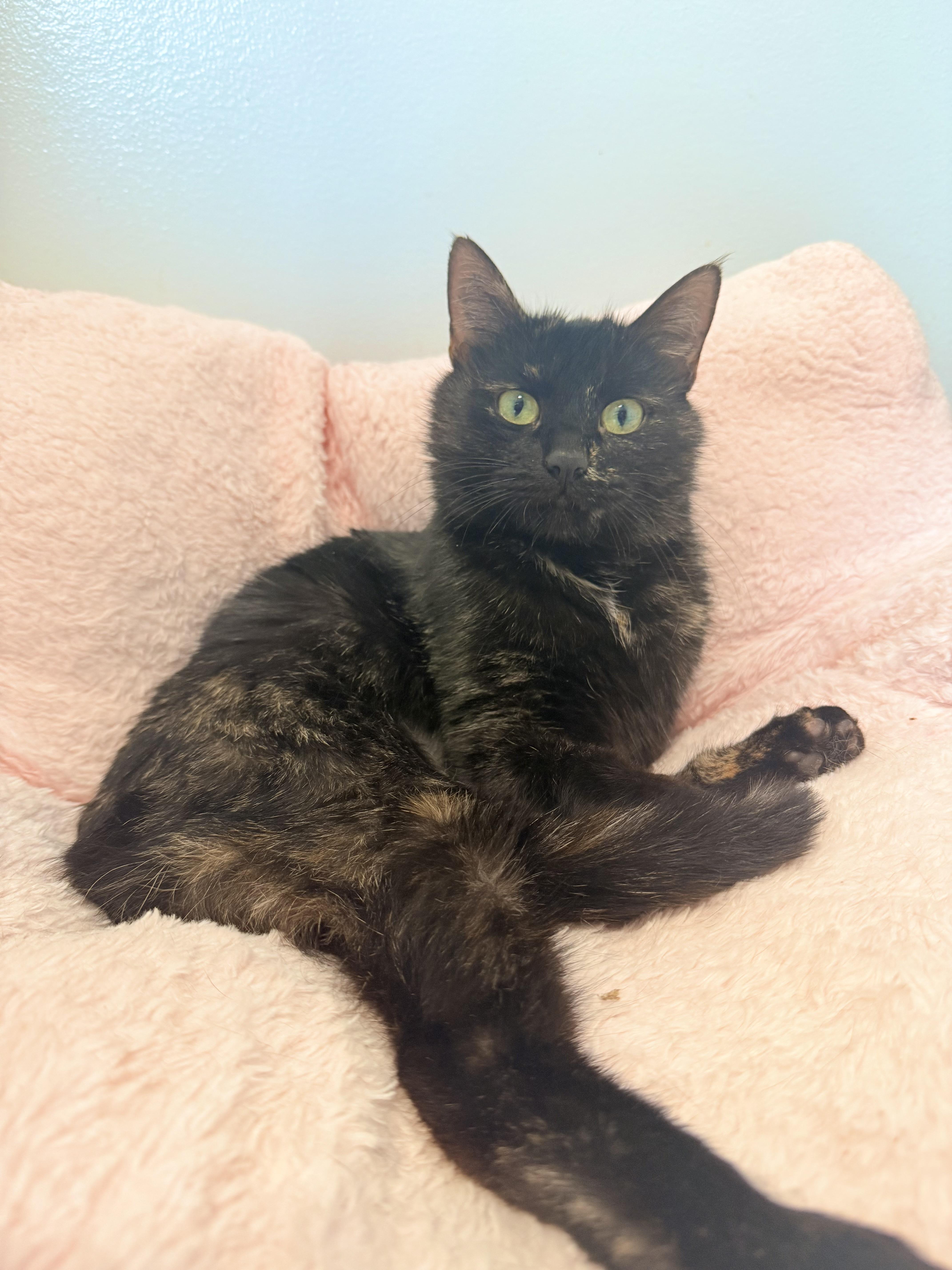 Enlarge Gretel, an adopted Domestic Short Hair in North Haven, CT image 3/4