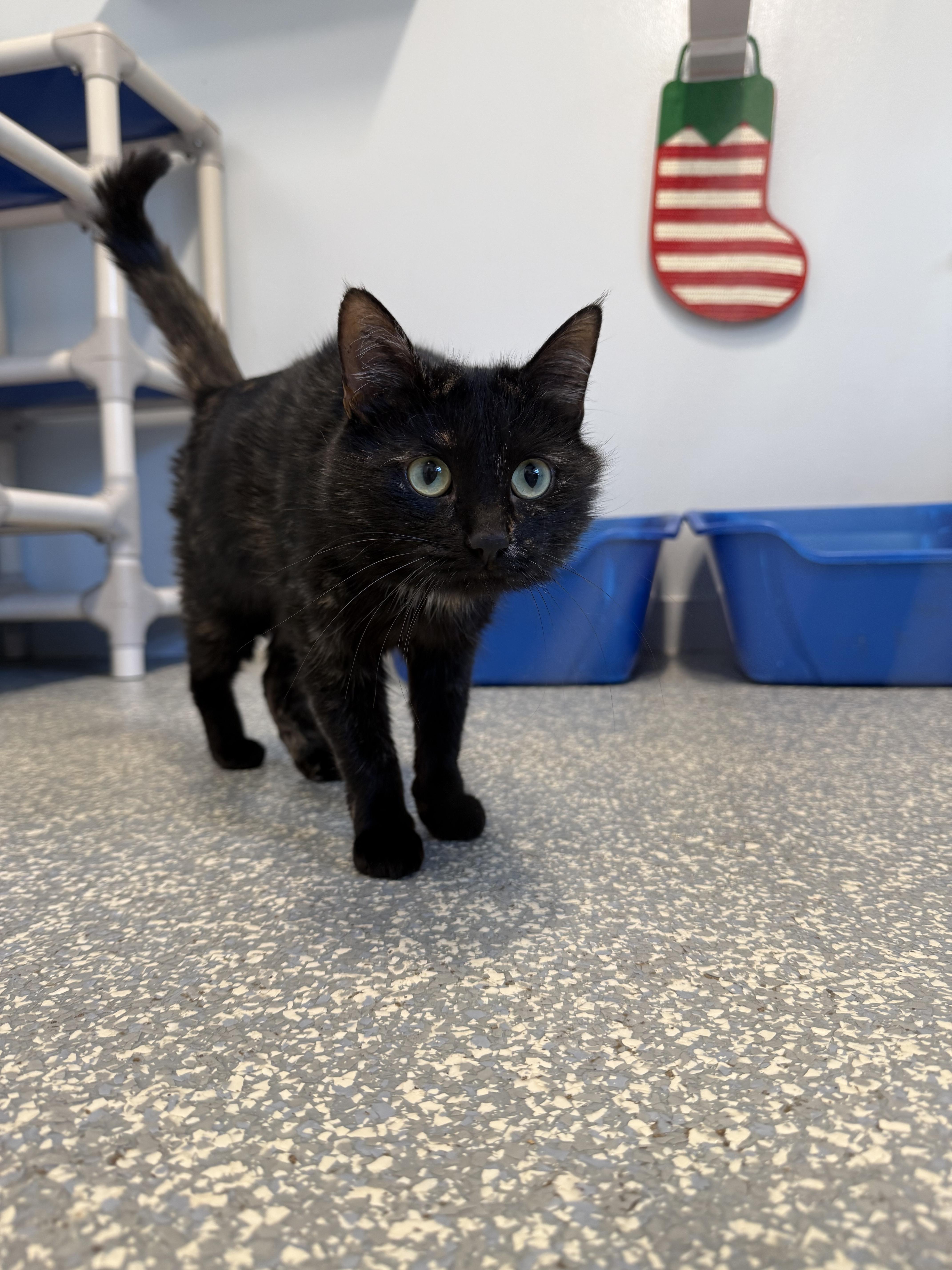 Enlarge Gretel, an adopted Domestic Short Hair in North Haven, CT image 2/4