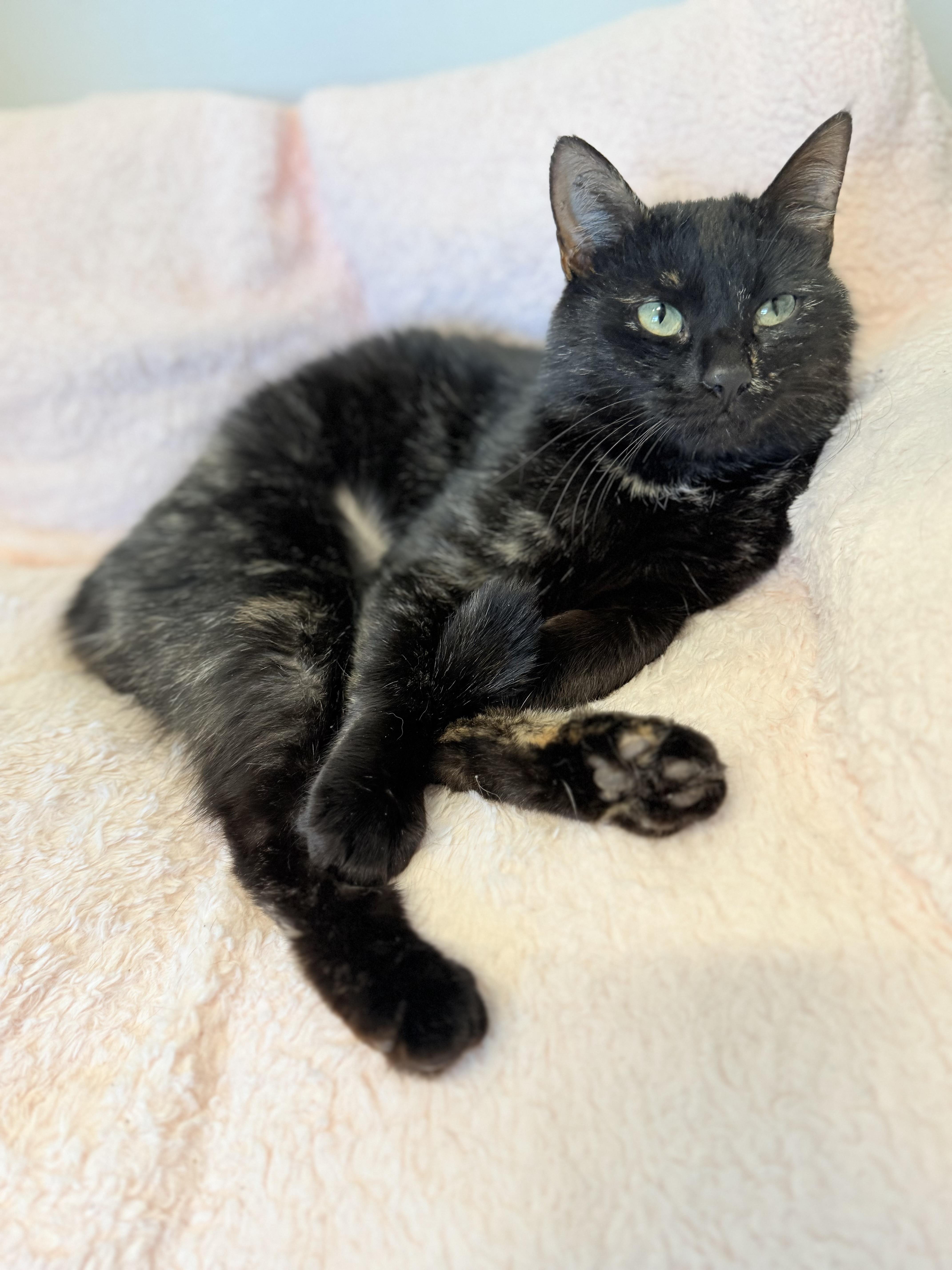 Gretel, adopted, Young Female Domestic Short Hair.