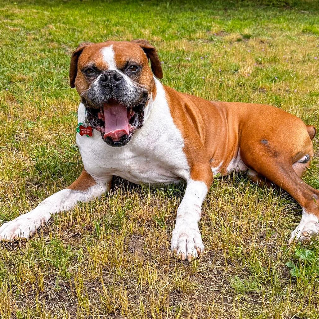Enlarge Tyler, a Adoptable Boxer in McMinnville, OR image 1/6