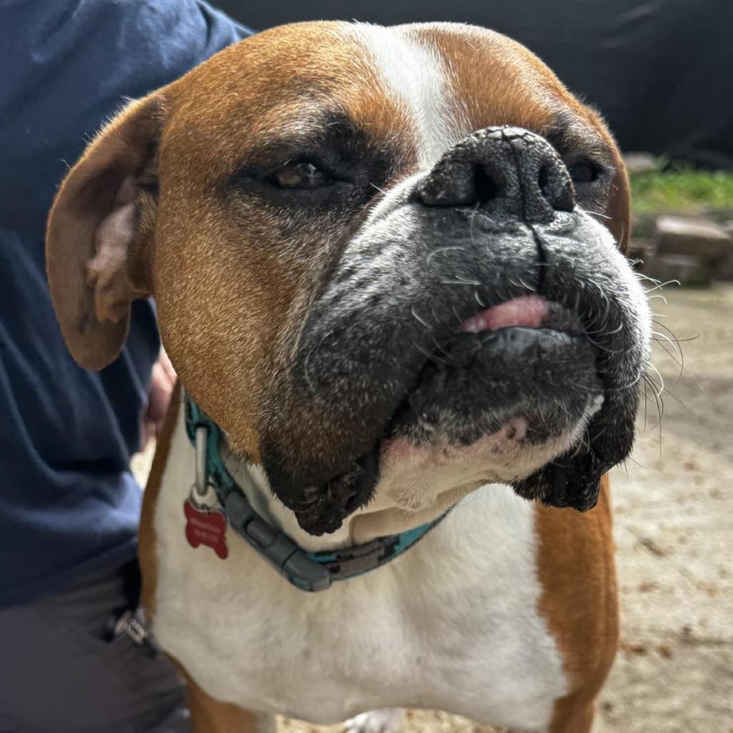 Enlarge Tyler, a Adoptable Boxer in McMinnville, OR image 2/6