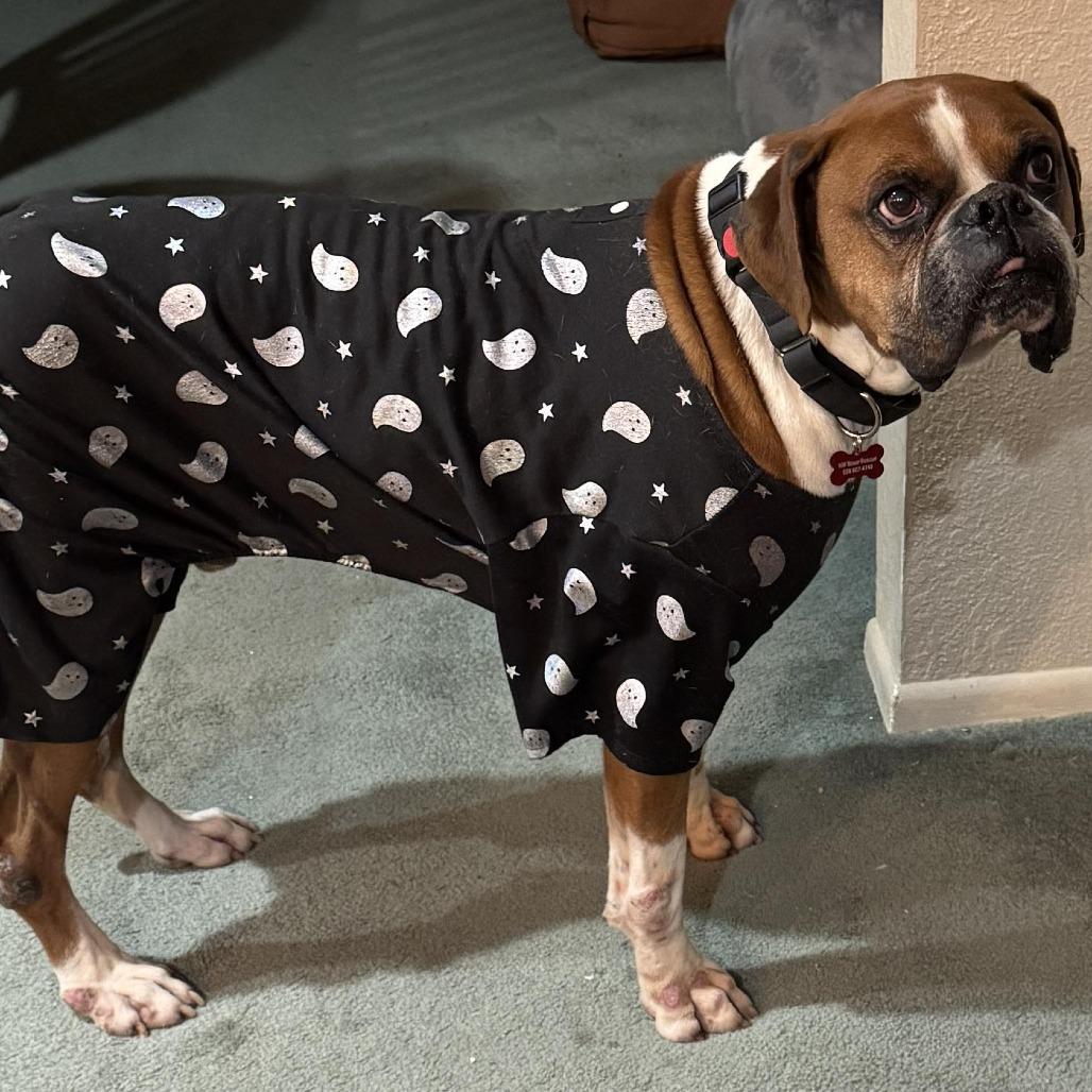 Enlarge Tyler, a Adoptable Boxer in McMinnville, OR image 3/6