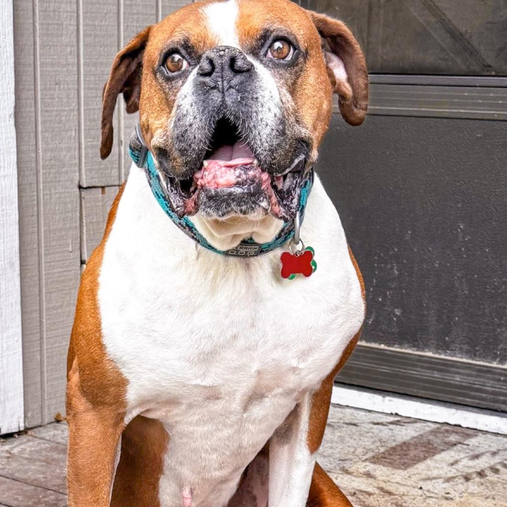 Enlarge Tyler, a Adoptable Boxer in McMinnville, OR image 4/6