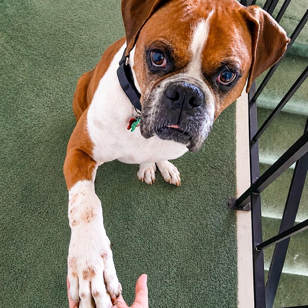 Enlarge Tyler, a Adoptable Boxer in McMinnville, OR image 5/6