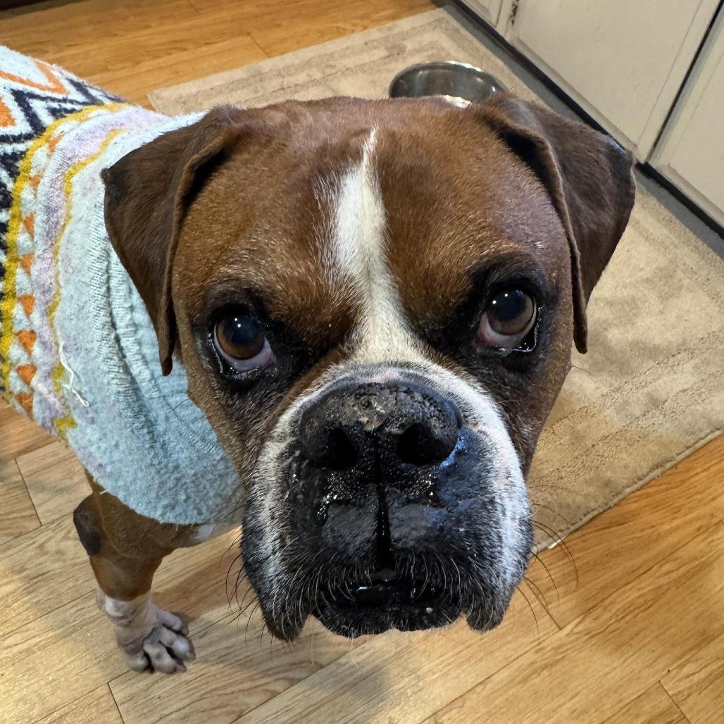 Enlarge Tyler, a Adoptable Boxer in McMinnville, OR image 6/6