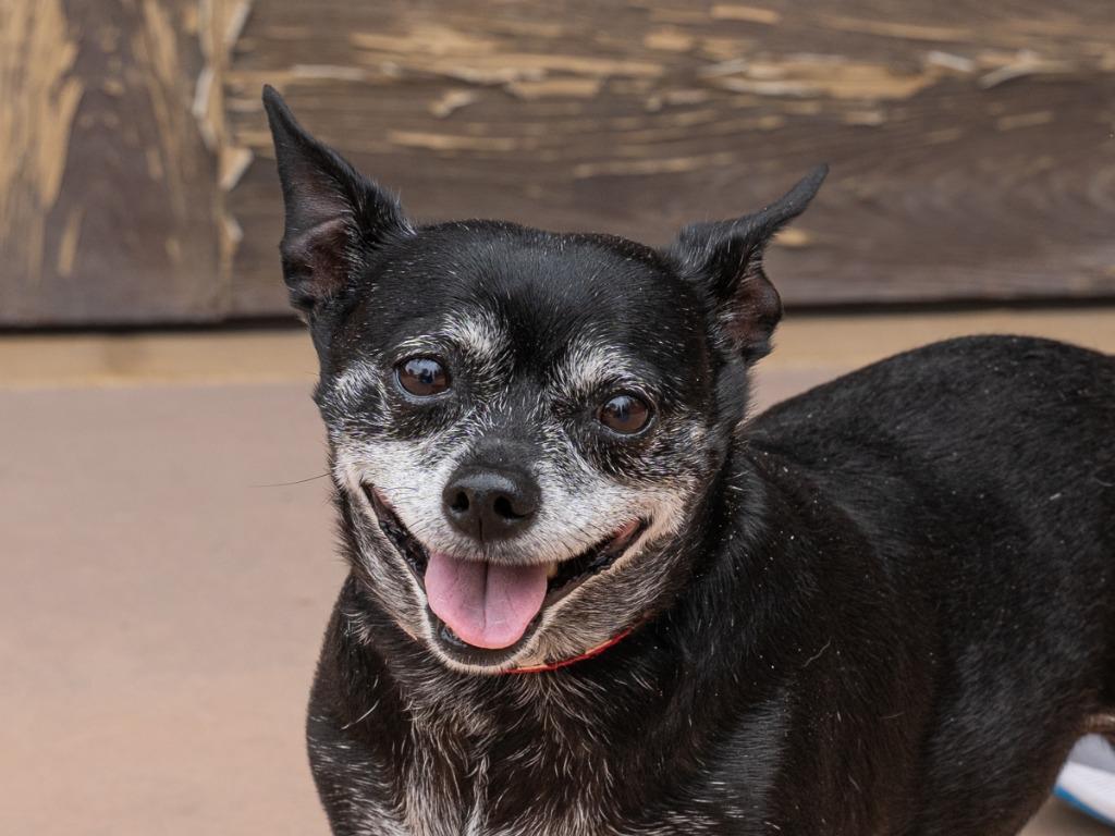 Max - Adopt Me!, Adoptable, Senior Male Chihuahua.