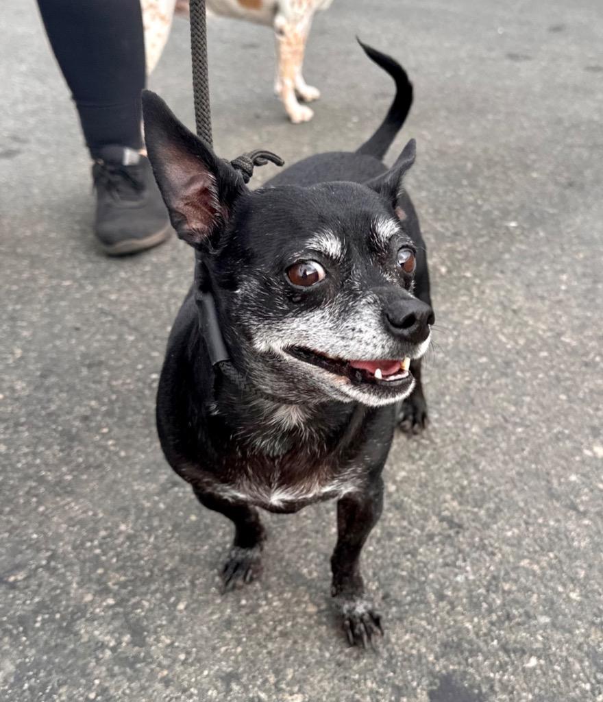 Max - Adopt Me!, Adoptable, Senior Male Chihuahua.