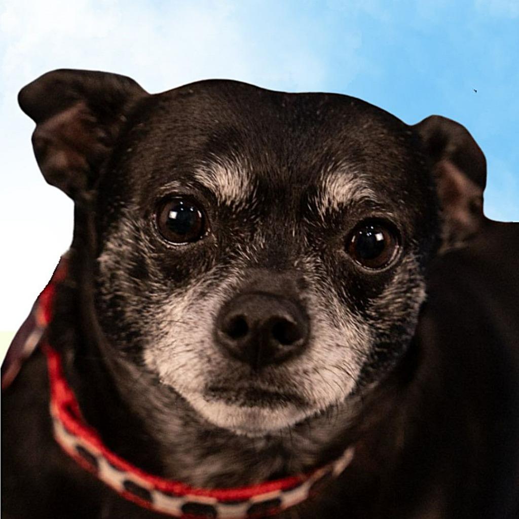 Max - Adopt Me!, Adoptable, Senior Male Chihuahua.