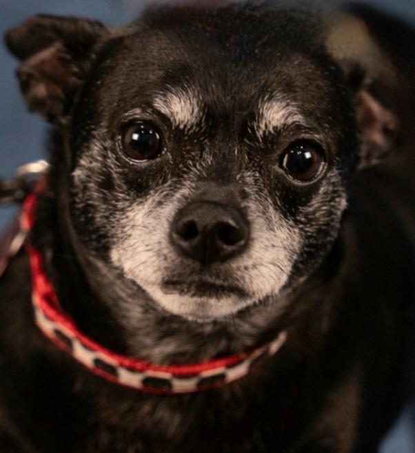 Enlarge Max - Adopt Me!, a Adoptable mixed breed in Lake Forest, CA image 3/6