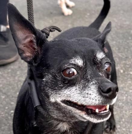 Enlarge Max - Adopt Me!, a Adoptable mixed breed in Lake Forest, CA image 4/6