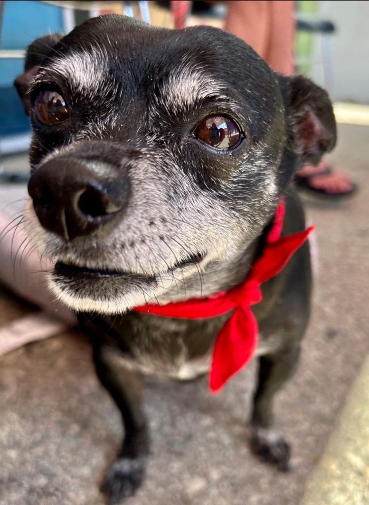 Max - Adopt Me!, a Adoptable mixed breed in Lake Forest, CA image 4/6