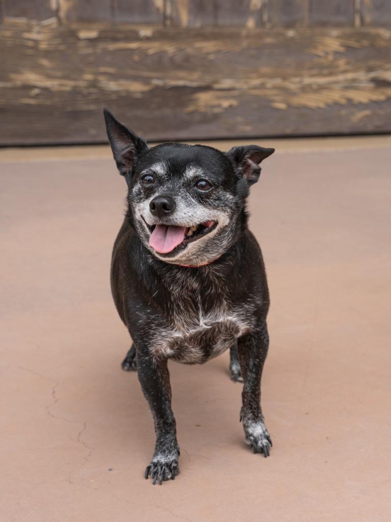 Max - Adopt Me!, a Adoptable mixed breed in Lake Forest, CA image 5/6