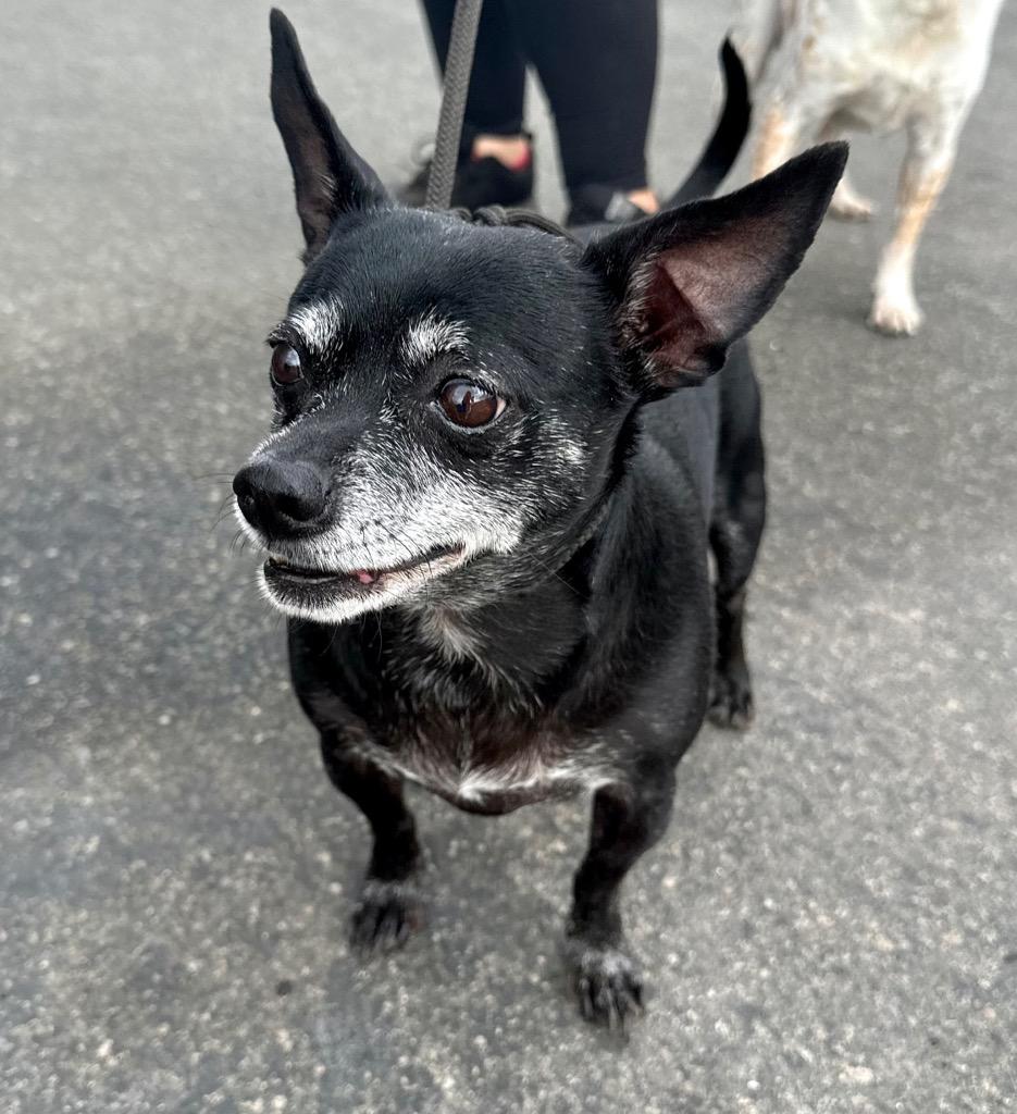 Max - Adopt Me!, a Adoptable mixed breed in Lake Forest, CA image 6/6