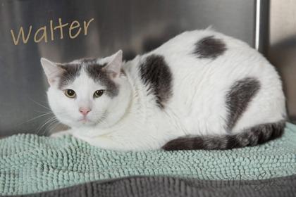 Enlarge Walter, a Adoptable mixed breed in Scottsdale, AZ image 1/1