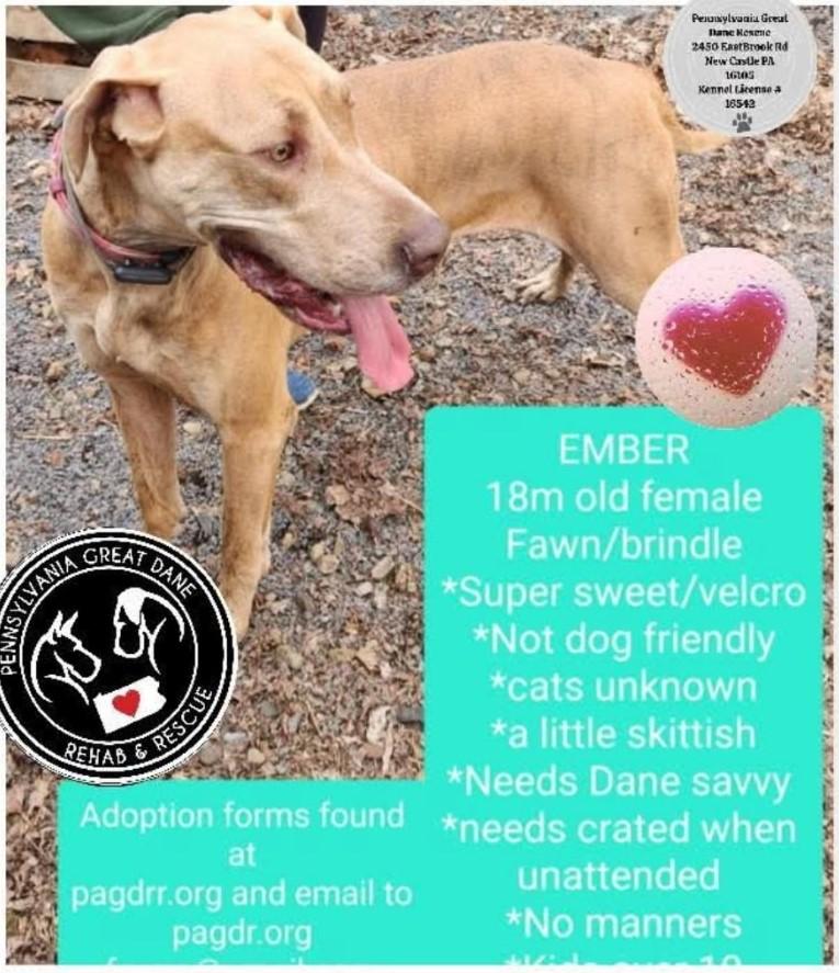 Ember, Adopted, Young Female Great Dane.