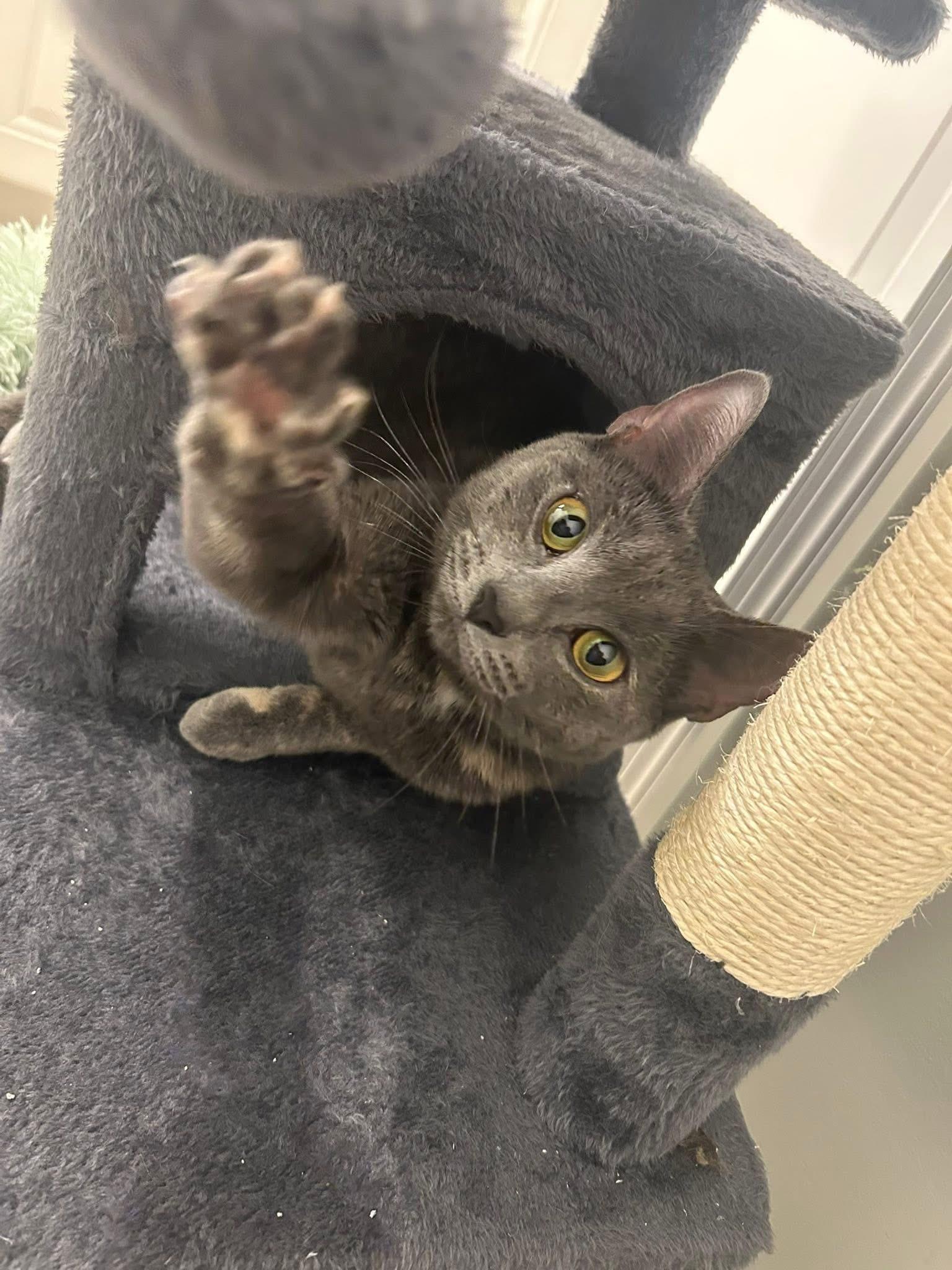 Enlarge Lucy , a ADOPTABLE Domestic Short Hair in Canton, MA image 2/3