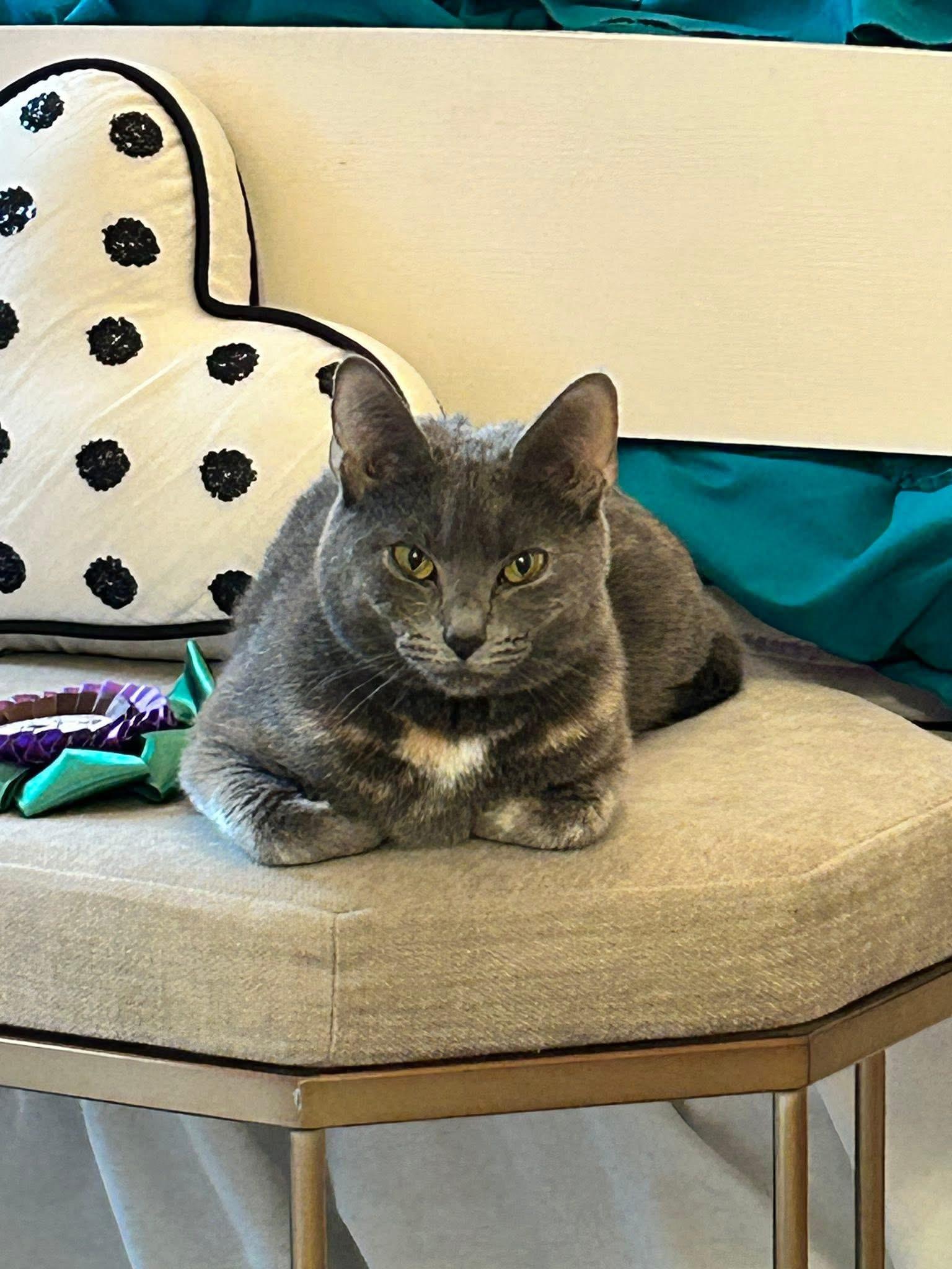 Enlarge Lucy , a ADOPTABLE Domestic Short Hair in Canton, MA image 1/3