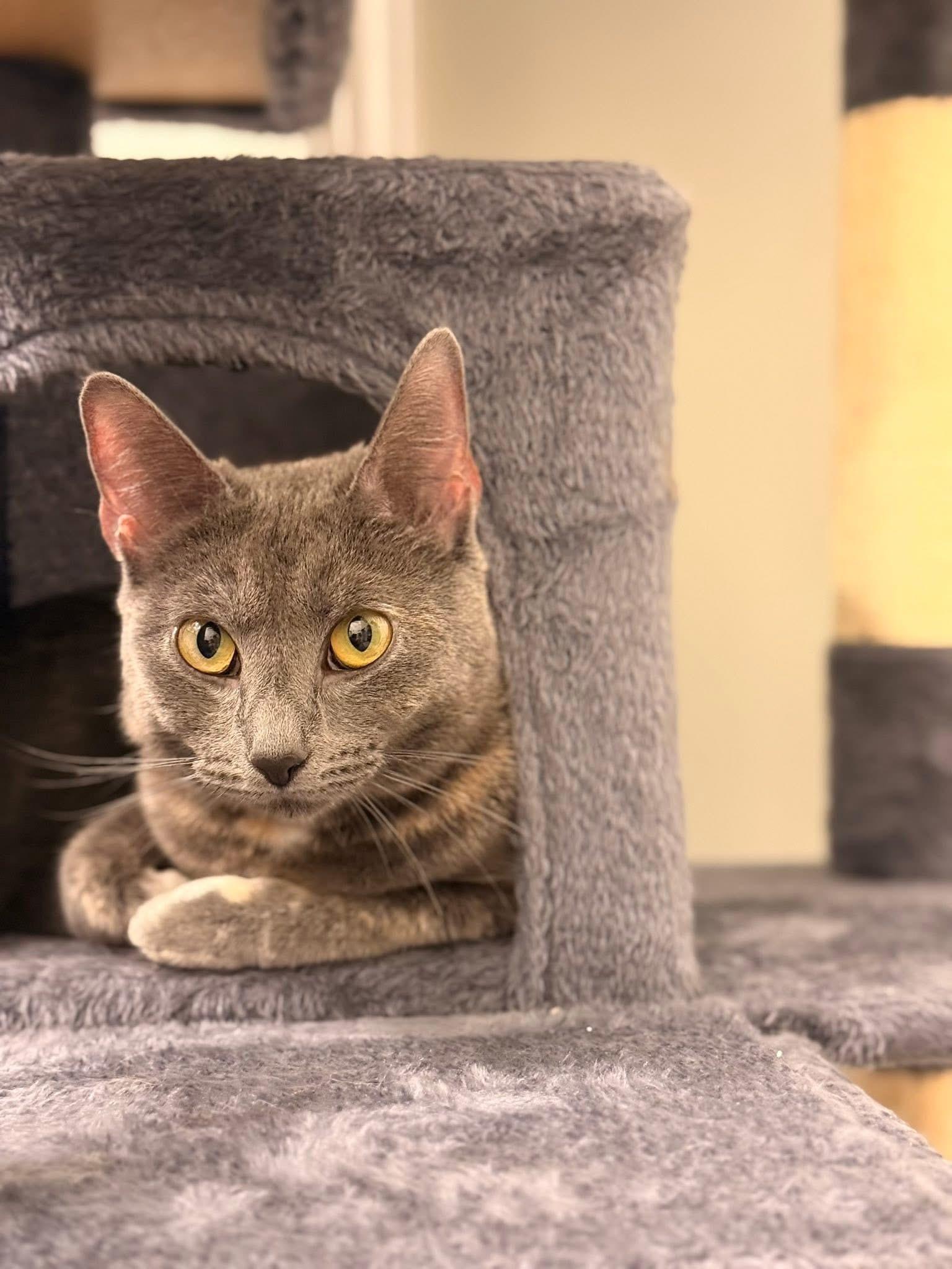 Enlarge Lucy , a ADOPTABLE Domestic Short Hair in Canton, MA image 3/3