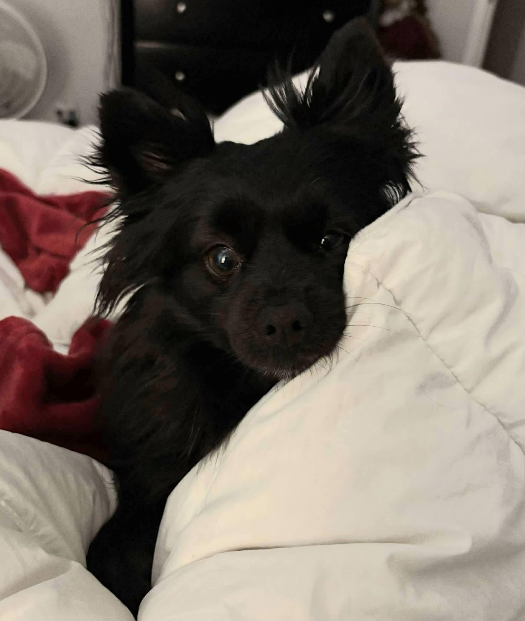 Enlarge Lucky , a ADOPTABLE Pomeranian in Clovis, CA image 2/3