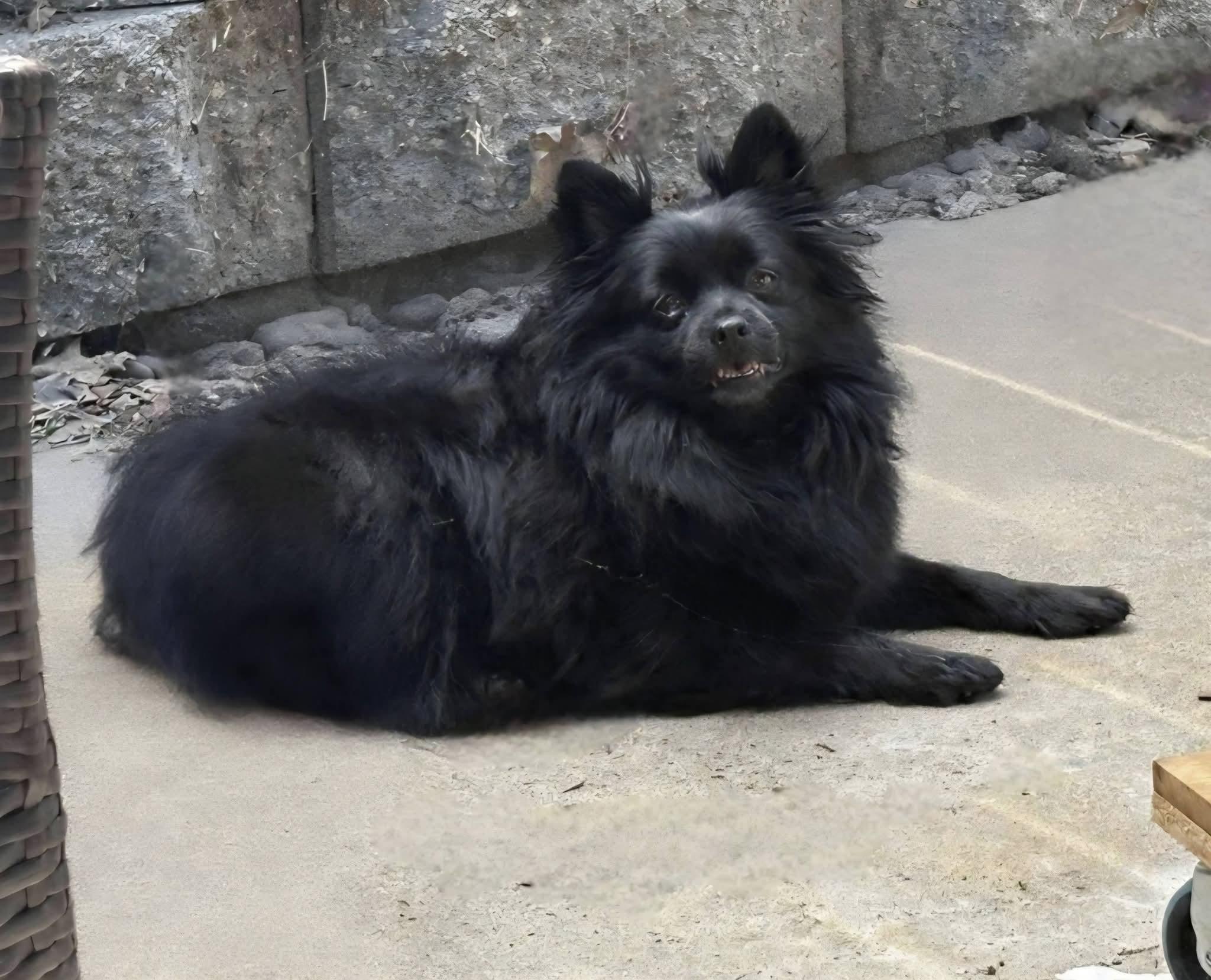 Lucky , ADOPTABLE, Adult Male Pomeranian.