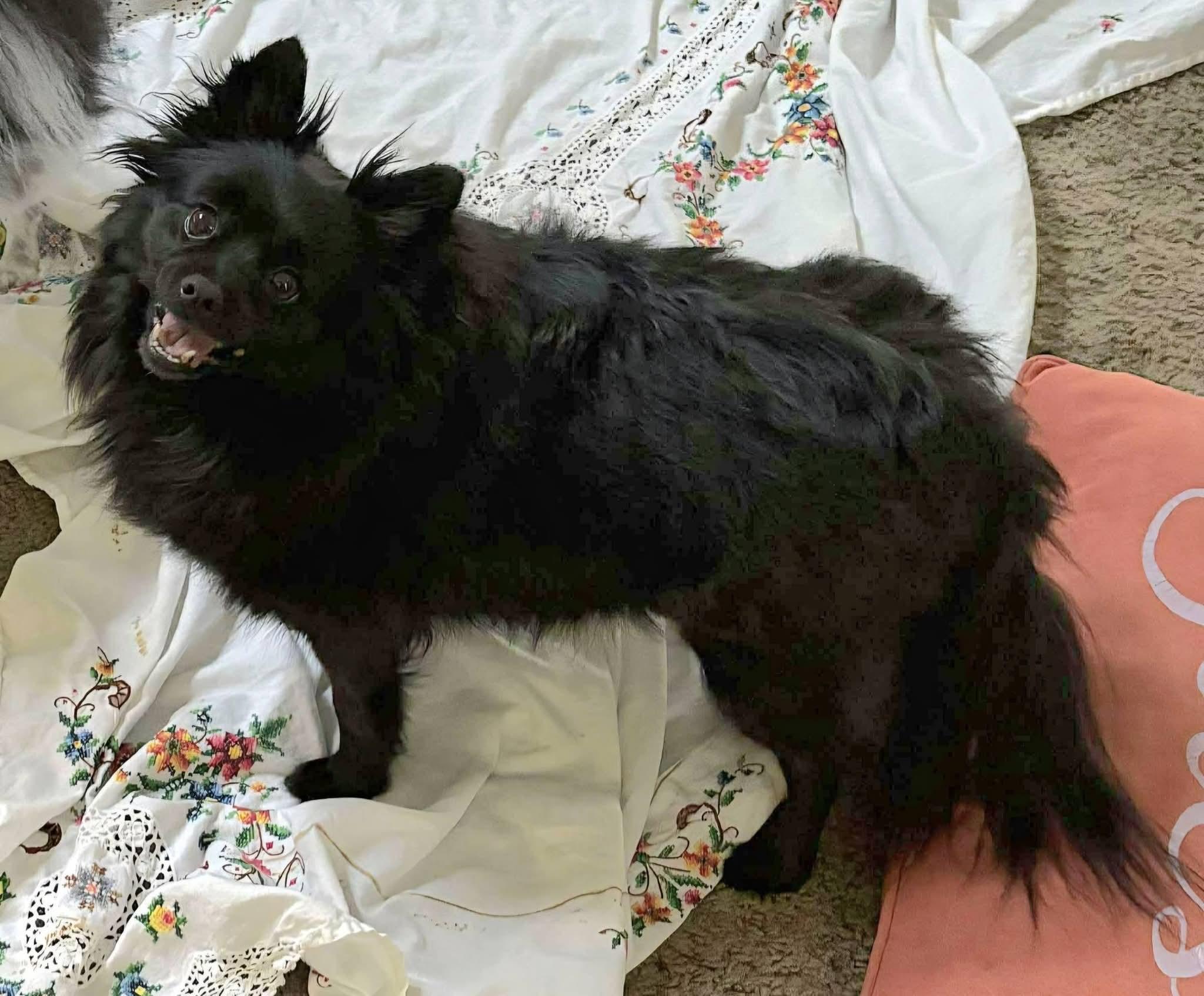 Enlarge Lucky , a ADOPTABLE Pomeranian in Clovis, CA image 3/3