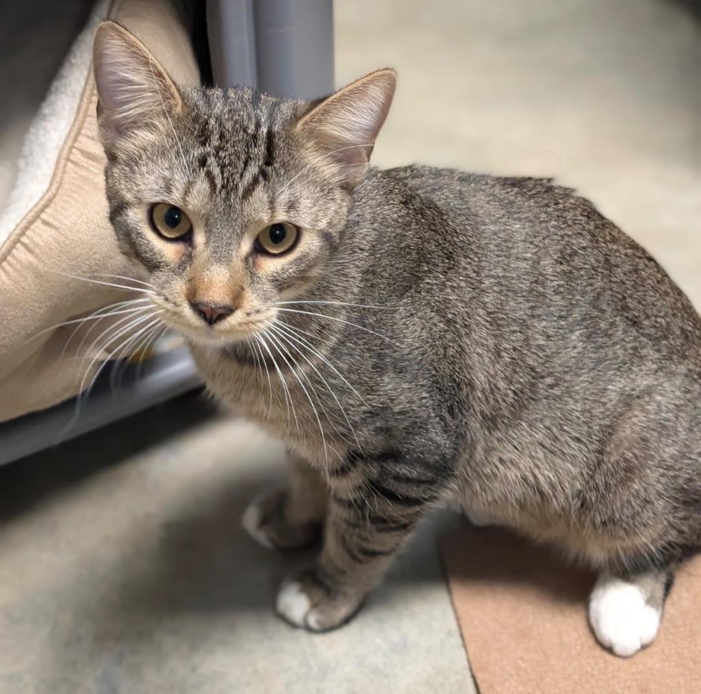 Magic, Adoptable, Young Male Domestic Short Hair.