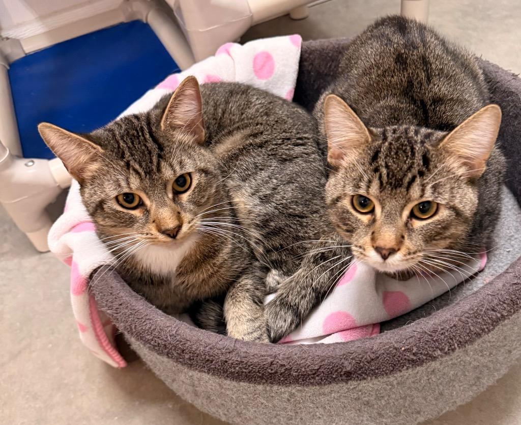 Enlarge Magic, a Adoptable mixed breed in Defiance, OH image 4/6