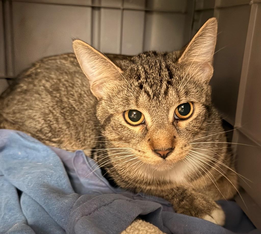 Magic, a Adoptable mixed breed in Defiance, OH image 2/6