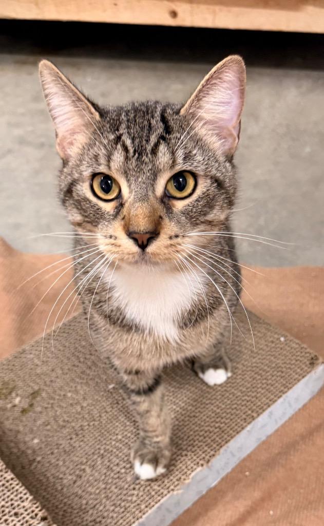 Magic, a Adoptable mixed breed in Defiance, OH image 4/6