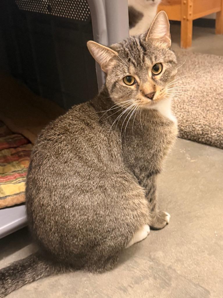 Enlarge Magic, a Adoptable mixed breed in Defiance, OH image 5/6