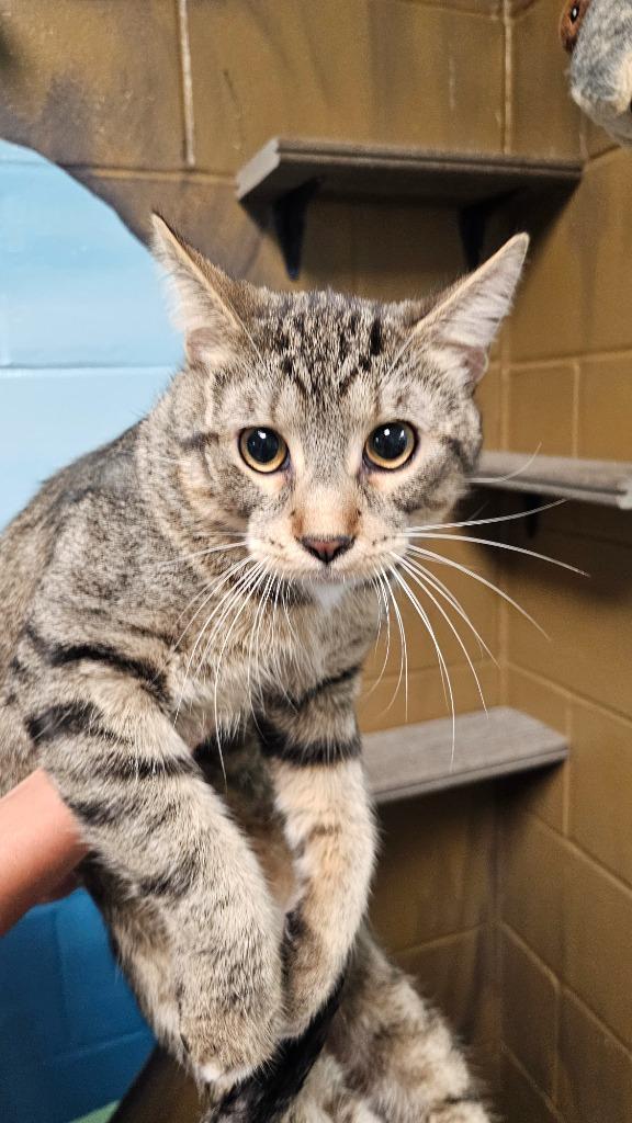 Magic, a Adoptable mixed breed in Defiance, OH image 6/6