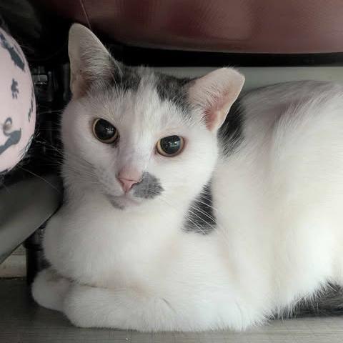 Enlarge Pinkie Pie, a Adoptable Domestic Short Hair in Concord, NC image 1/1