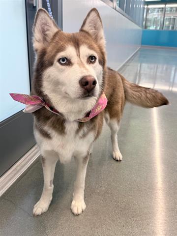 STRAWBERRY, Adoptable, Young Female Siberian Husky.