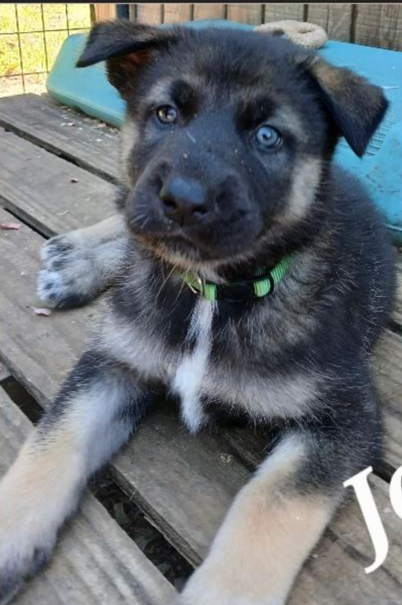 Enlarge Jafar, an adopted mixed breed in Rome, GA image 1/1