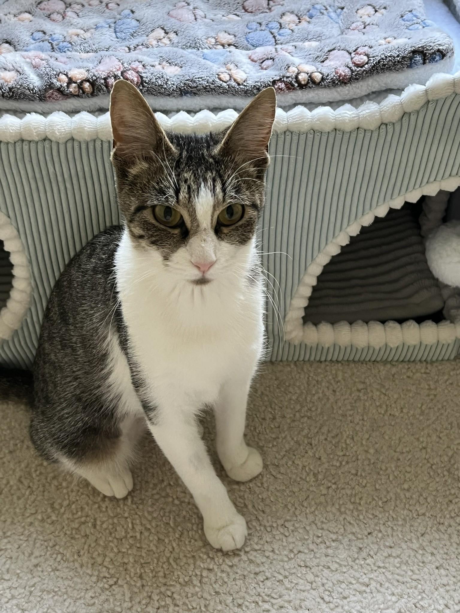 Gabriella, Adoptable, Adult Female Tabby.