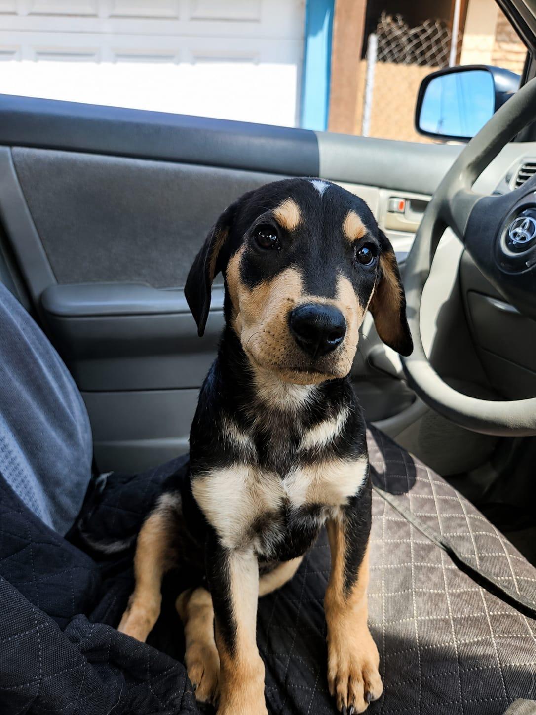 Enlarge Alessandro, a Adoptable mixed breed in San Diego, CA image 2/5