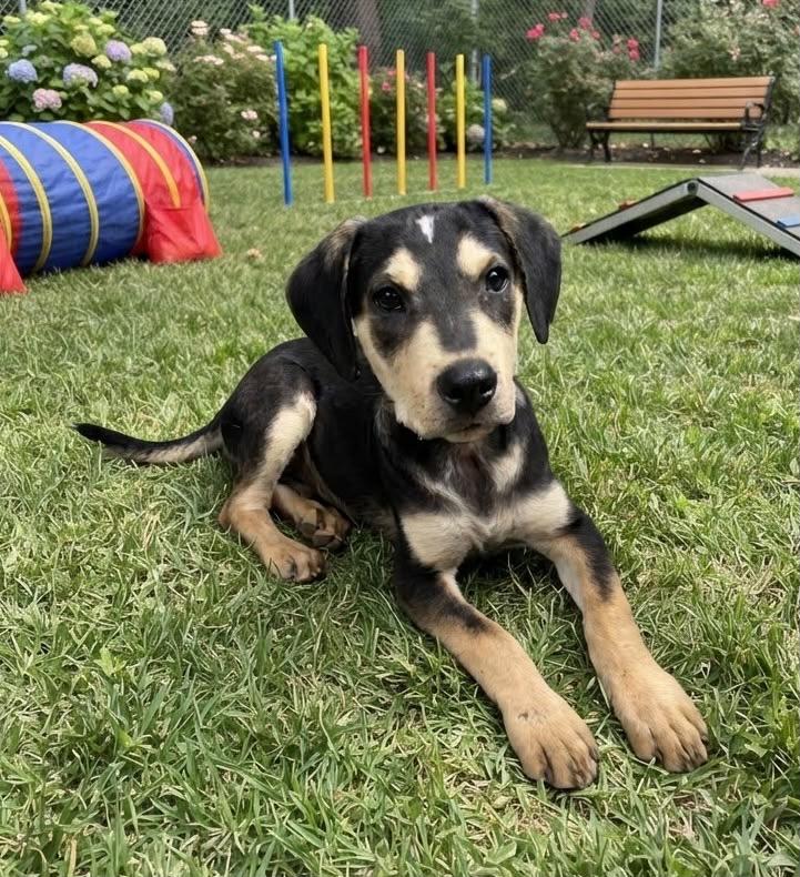 Enlarge Alessandro, a Adoptable mixed breed in San Diego, CA image 3/5