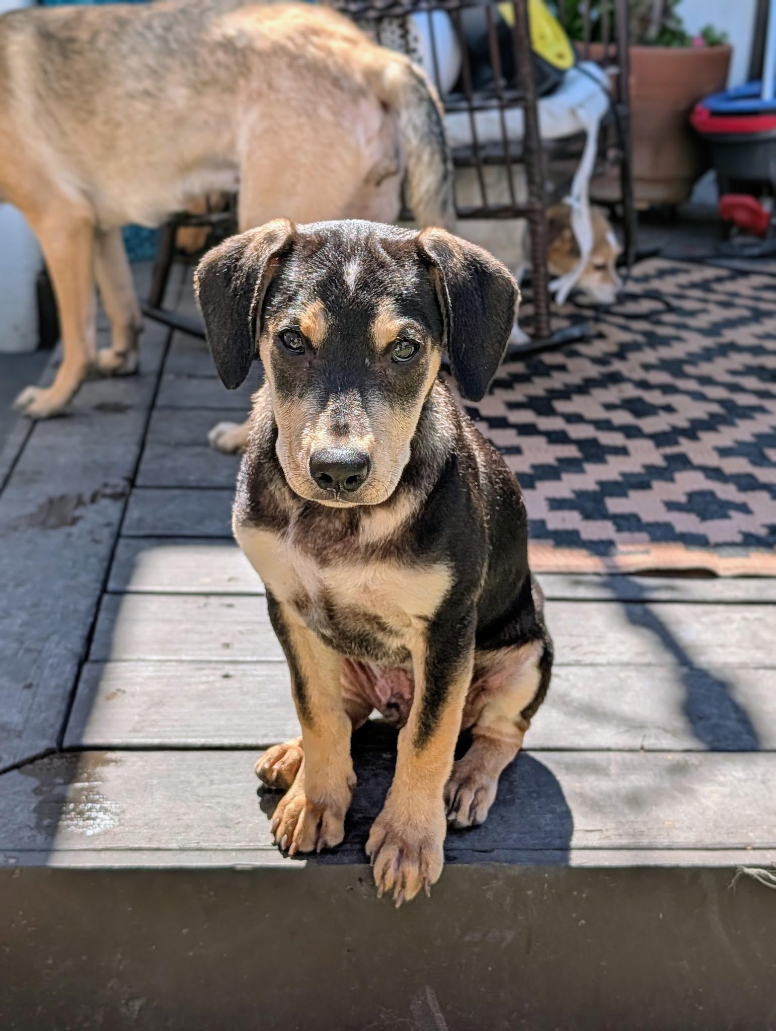 Enlarge Alessandro, a Adoptable mixed breed in San Diego, CA image 5/5