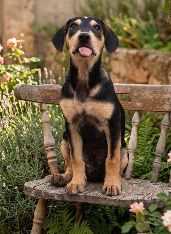 Enlarge Alessandro, a Adoptable mixed breed in San Diego, CA image 4/5