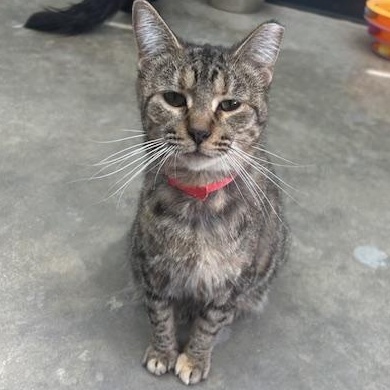 Enlarge Helen, a ADOPTABLE mixed breed in Bryan, OH image 1/1