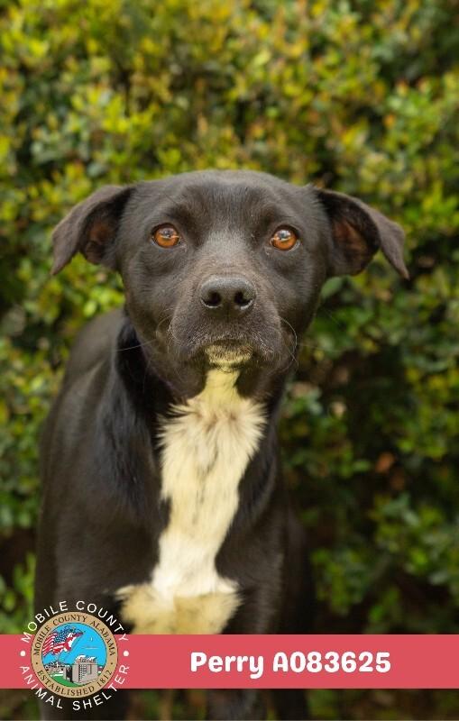 Perry, Adoptable, Adult Male Terrier.