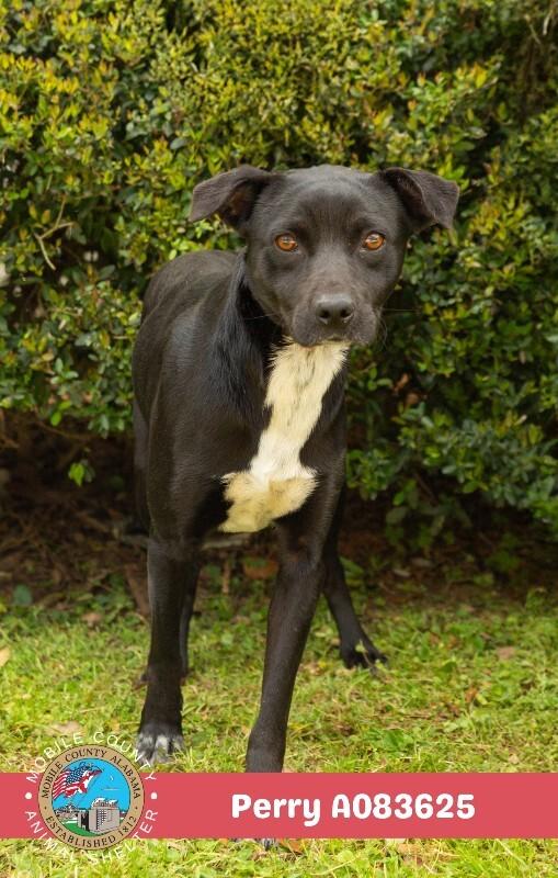 Enlarge Perry, a Adoptable Terrier in Mobile, AL image 2/2