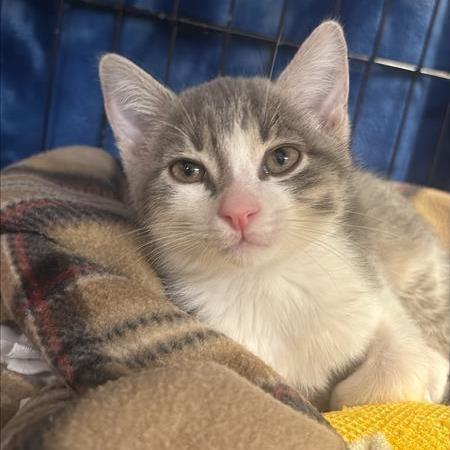 Julius the Second, a Adoptable Domestic Short Hair in Tempe, AZ image 1/6
