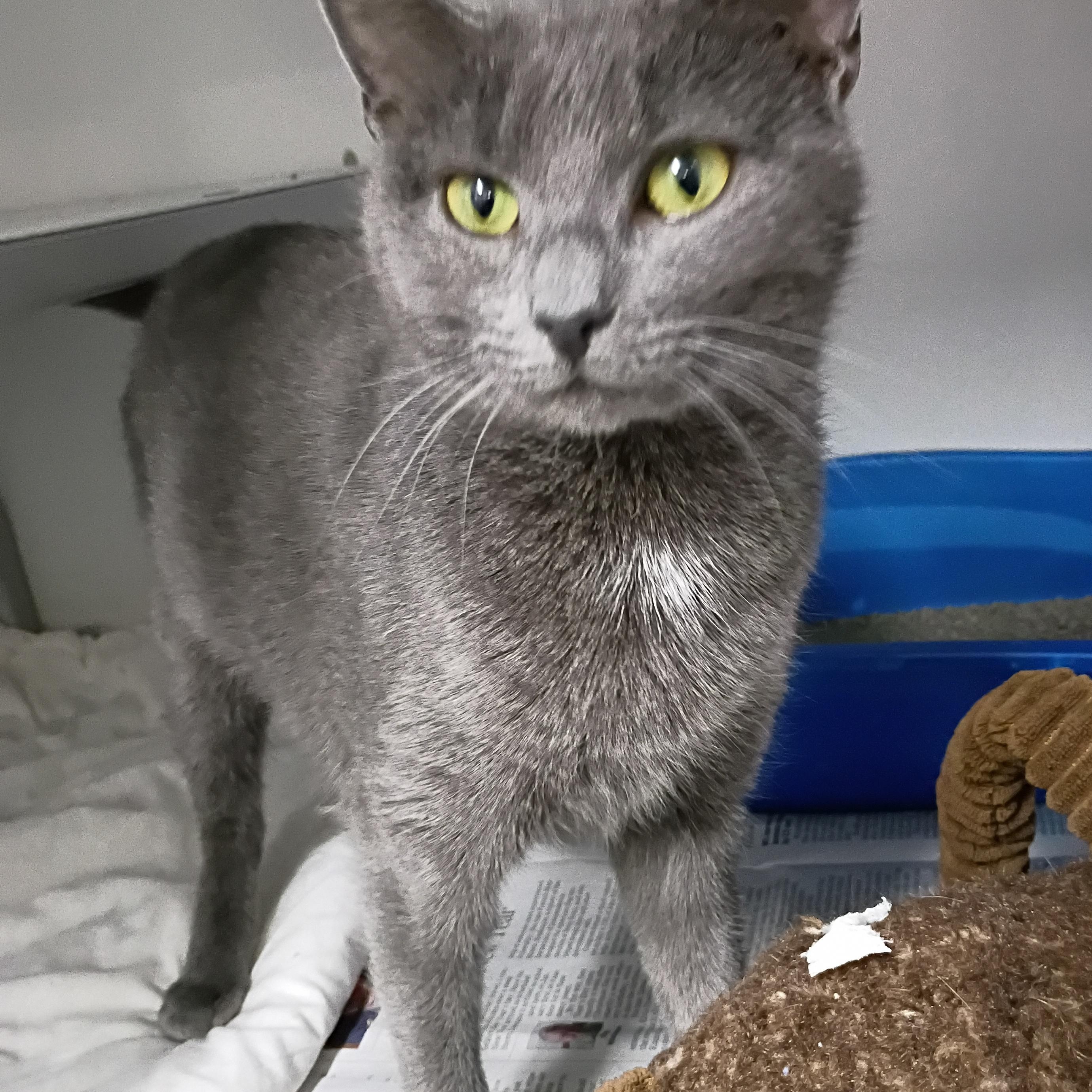 Dora, adopted, Adult Female Domestic Short Hair.