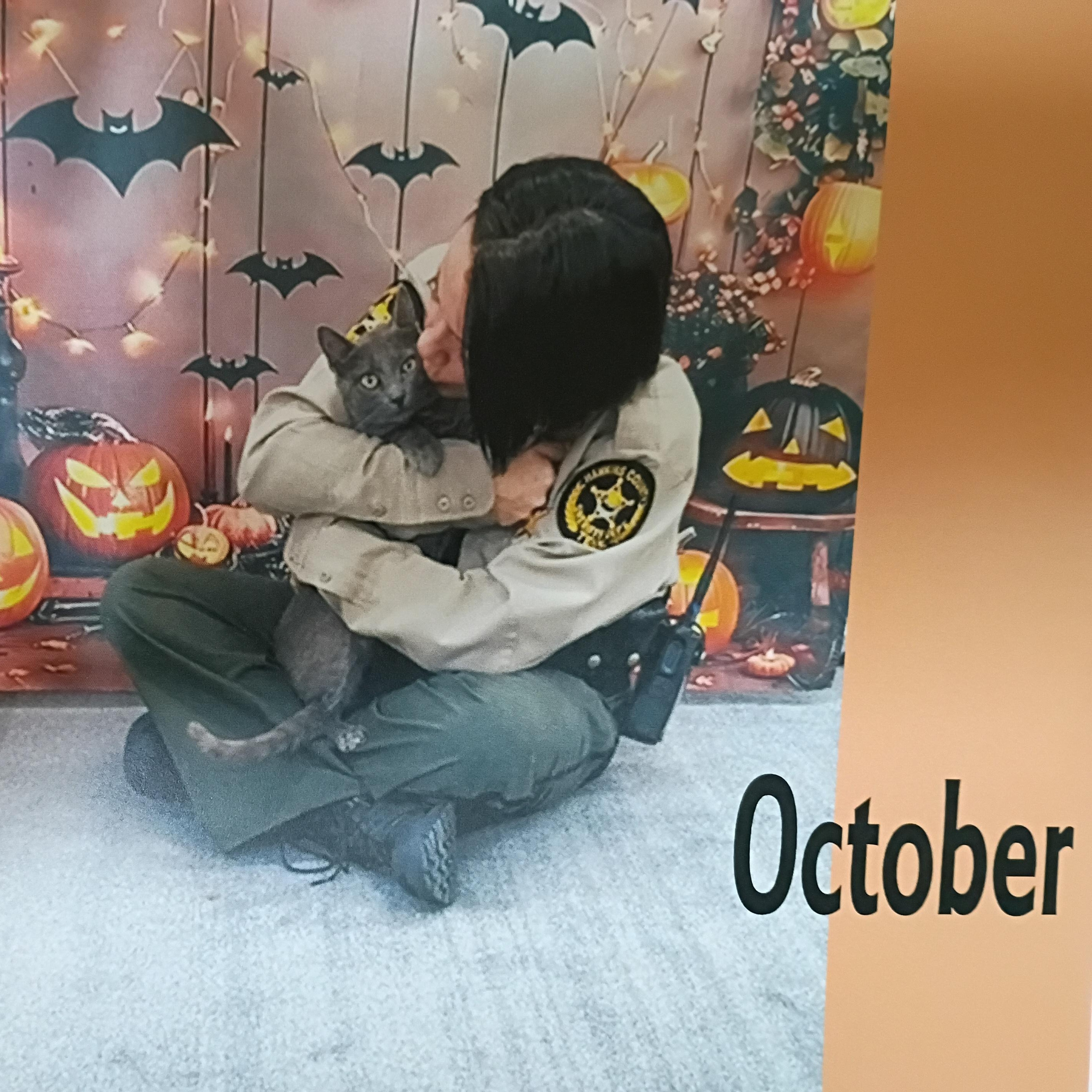 Enlarge Dora, an adopted Domestic Short Hair in Rogersville, TN image 3/4