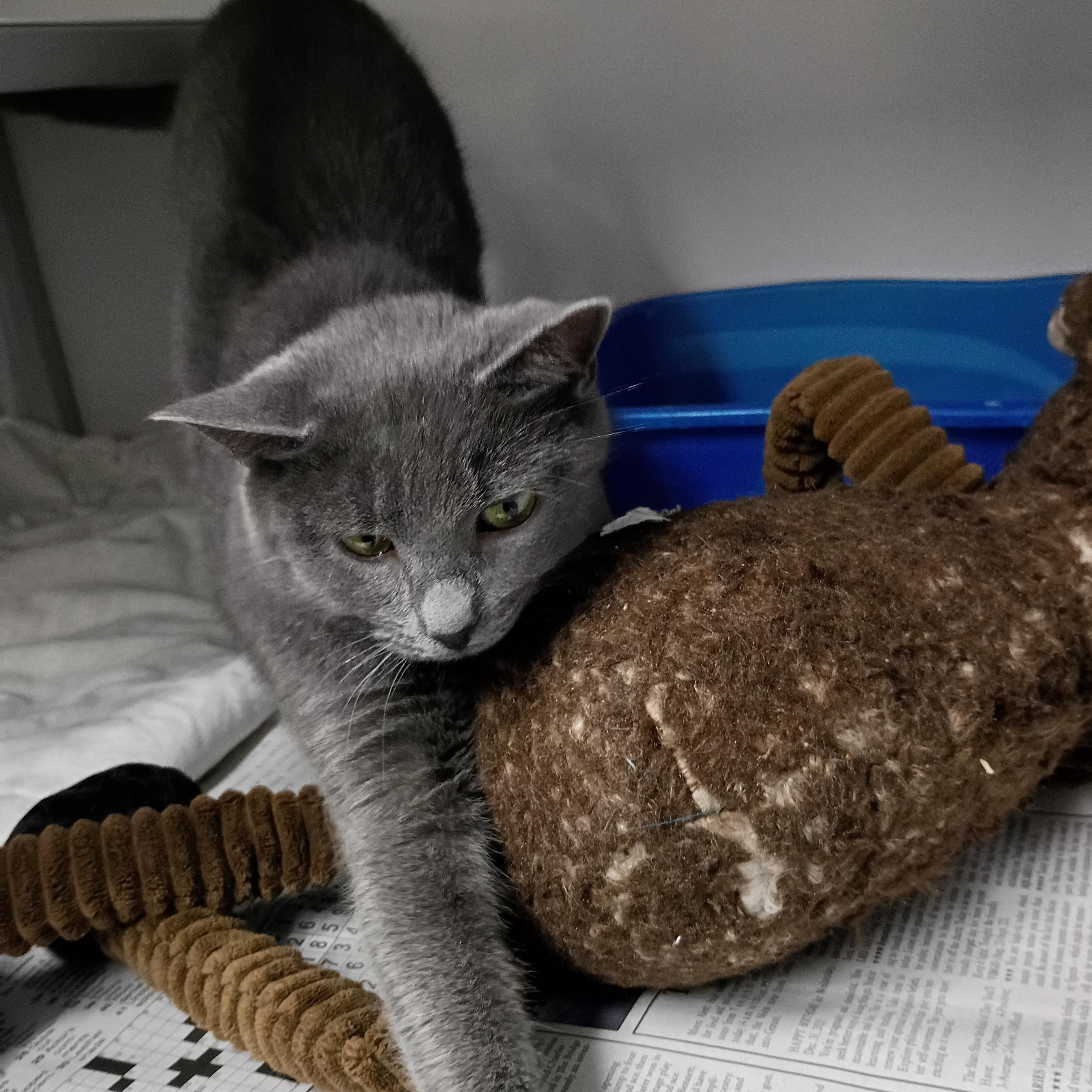 Enlarge Dora, an adopted Domestic Short Hair in Rogersville, TN image 4/4