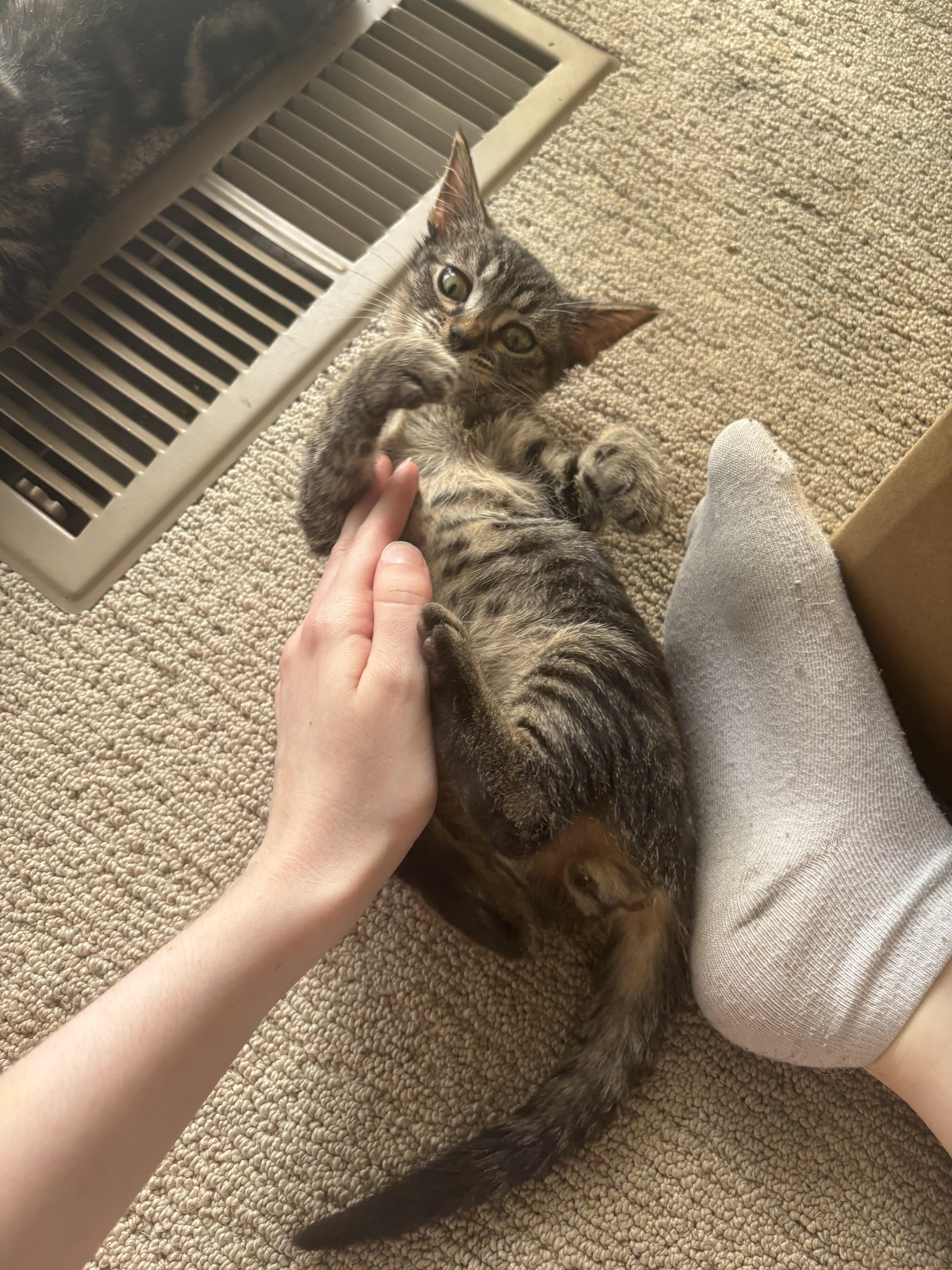 Mochi photo 5