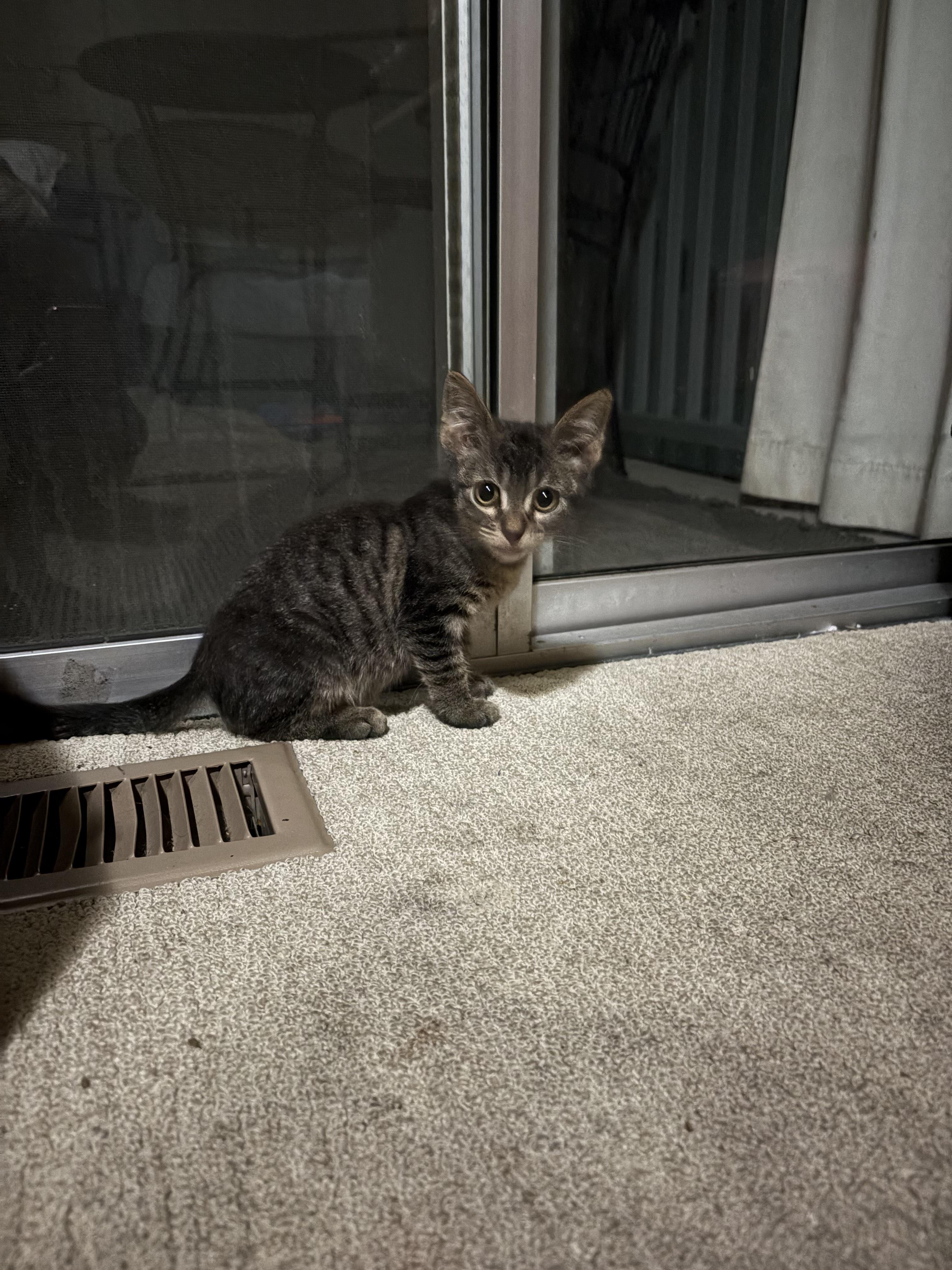 Mochi photo 4