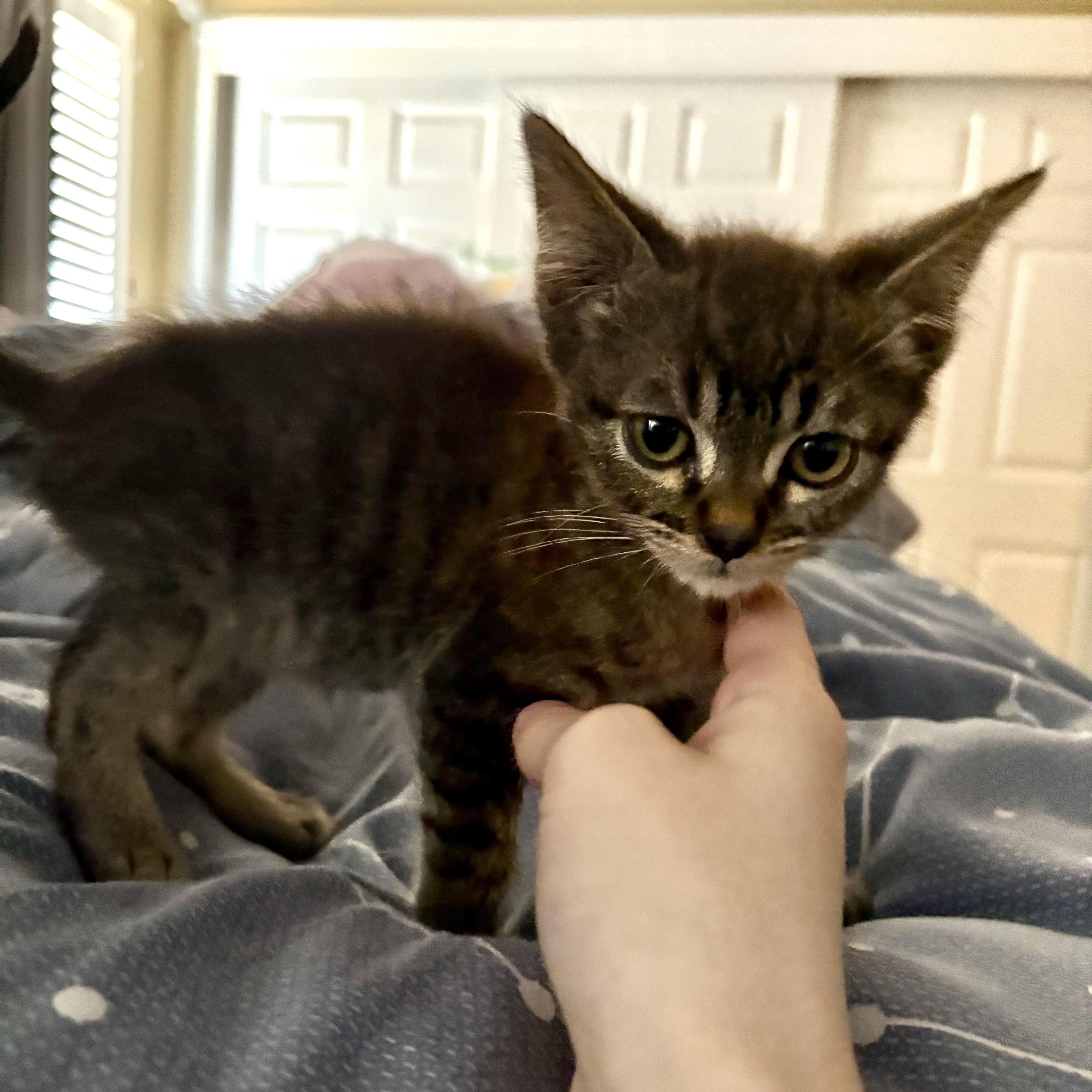 Mochi