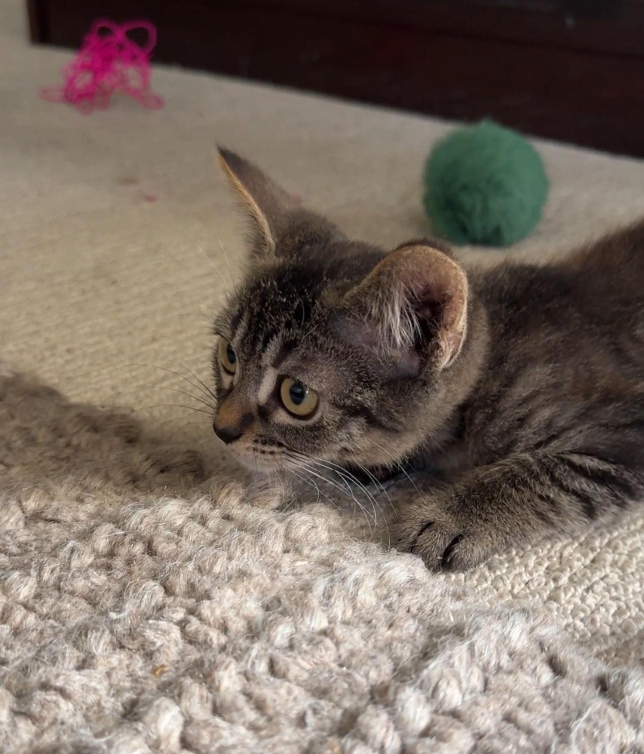 Mochi photo 2